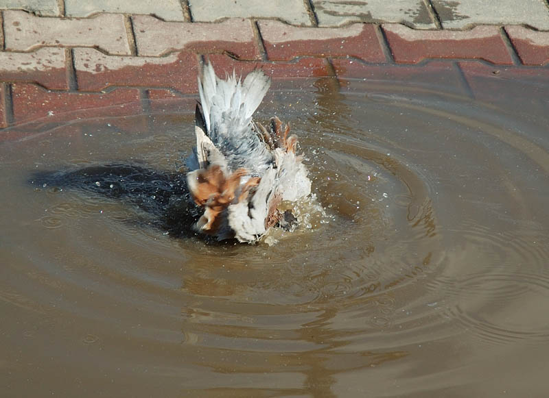 Belarussischen Straus (eine Reihe von "Vogelgrippe")