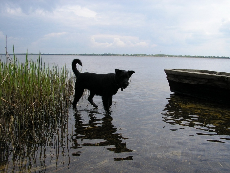 Das Boot, nicht mitgerechnet die Hunde ...