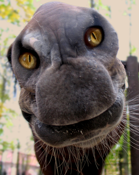 Dort auf unbekannte Titel des nächsten unsichtbaren Tiere ...