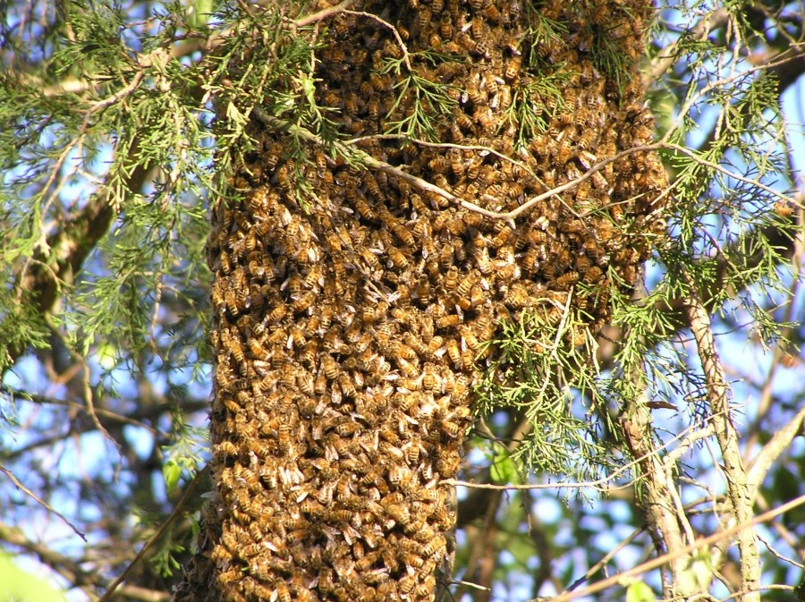 Sie können eine Menge, aber wir 100000000