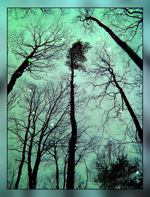 Bäume Winterträume