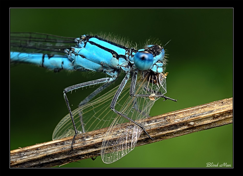 Snacks - Wings of Burgundy:)
