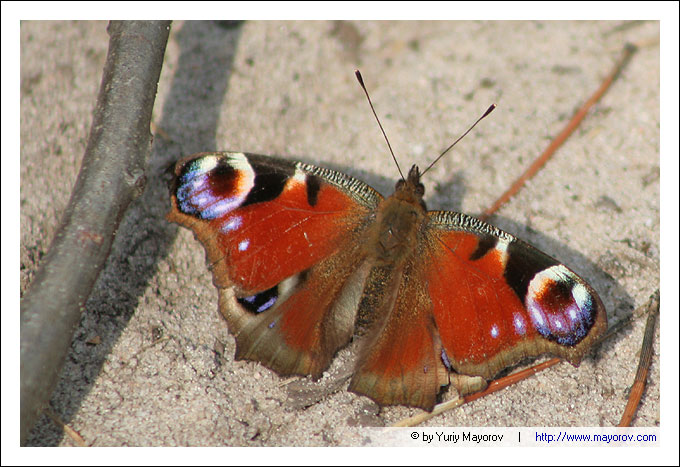 Fotos von Juri Maiorov