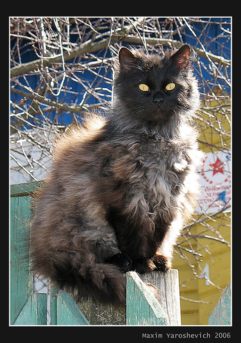 Cat Behemoth-2 - Yellow-eyed