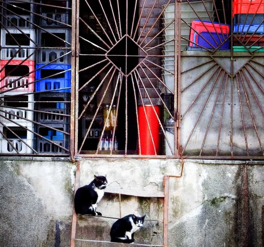 * Niedrige auf der Suche **