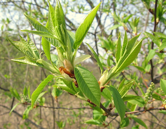 Der Frühling ist gekommen