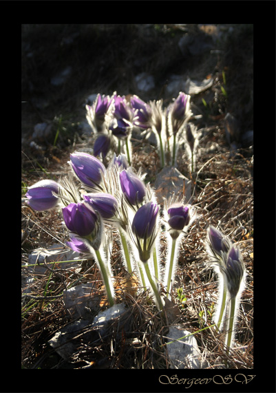 Tender und flauschig!