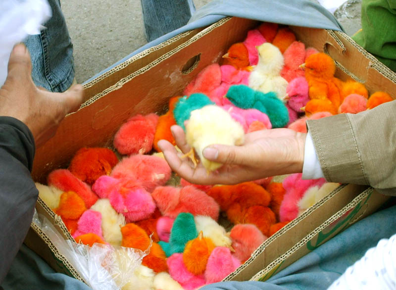 proletarischen Hühner