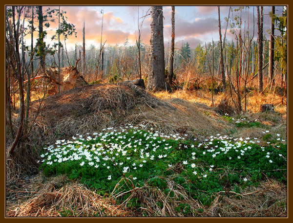 Tale of Frühlingswald