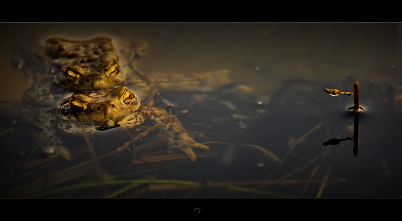 Spring Ekebana mit einem Frosch ... :)