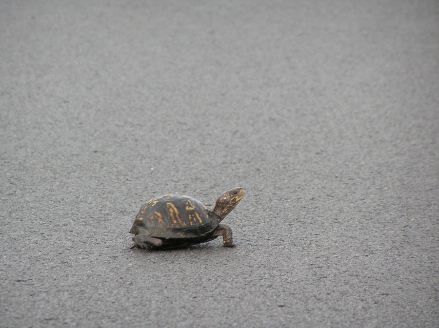 Und ich werde für-Schritt-