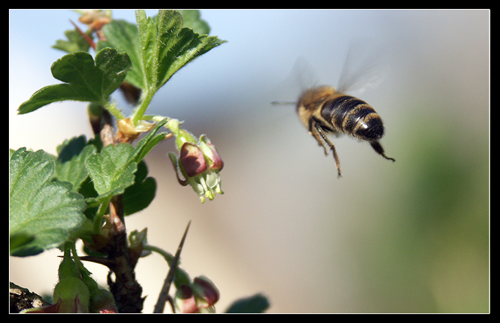 Ich das Ziel sehen, gehe ich in die Schlacht ...