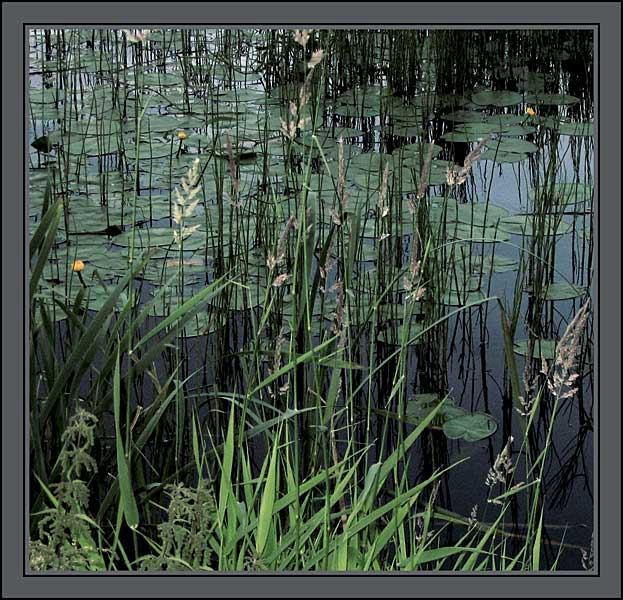 Es Lilien wachsen ...