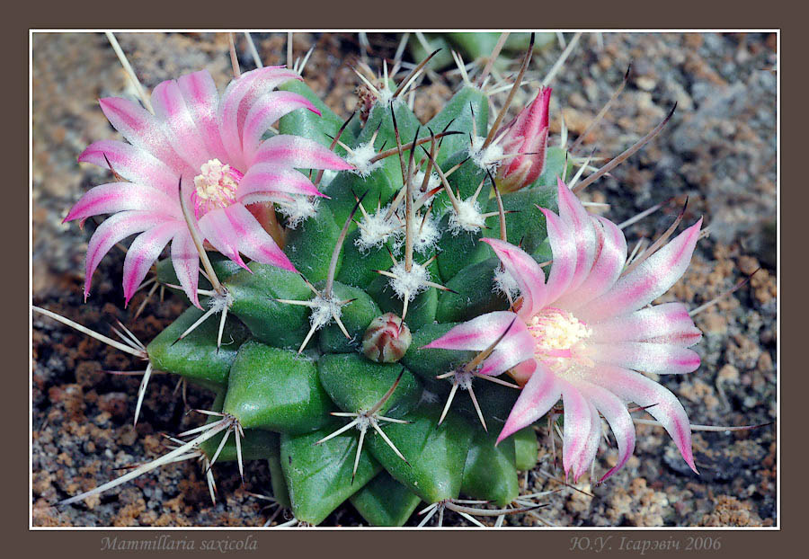 Mammillaria saxicola