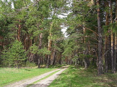 Chimeevsky Bor