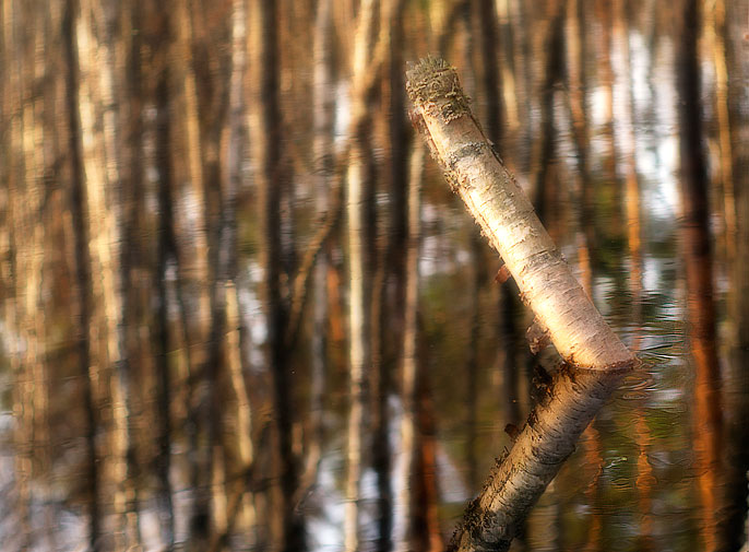 Plastische Spring Creek