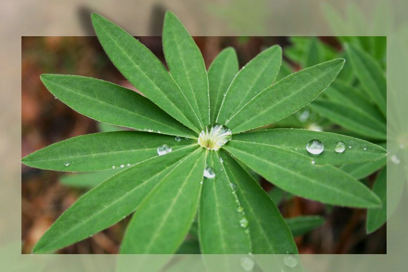 ... Aber ich weiß es besser! Kit auf der Makro nicht aussehen!