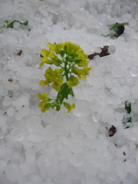 durch den Hagel