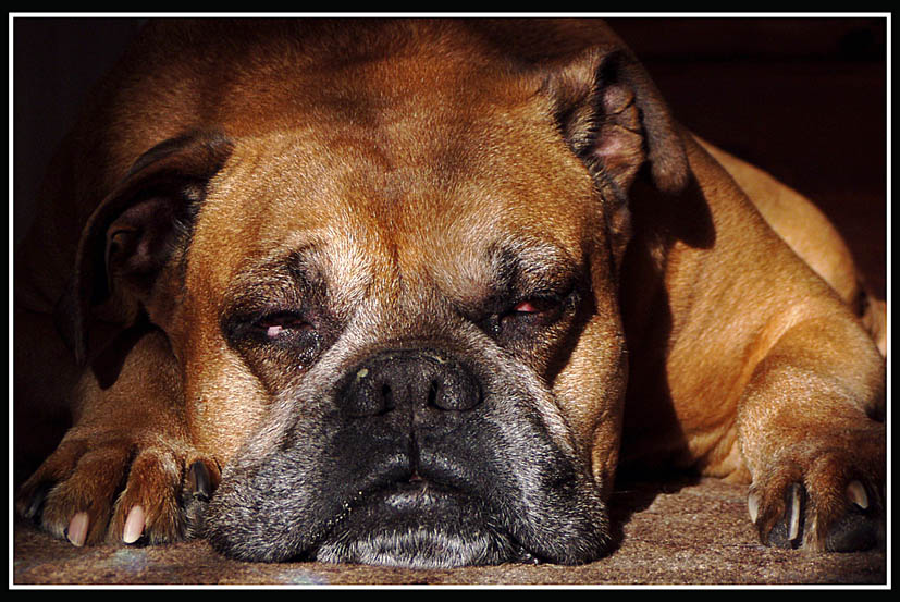 Ich schlafe nicht ...