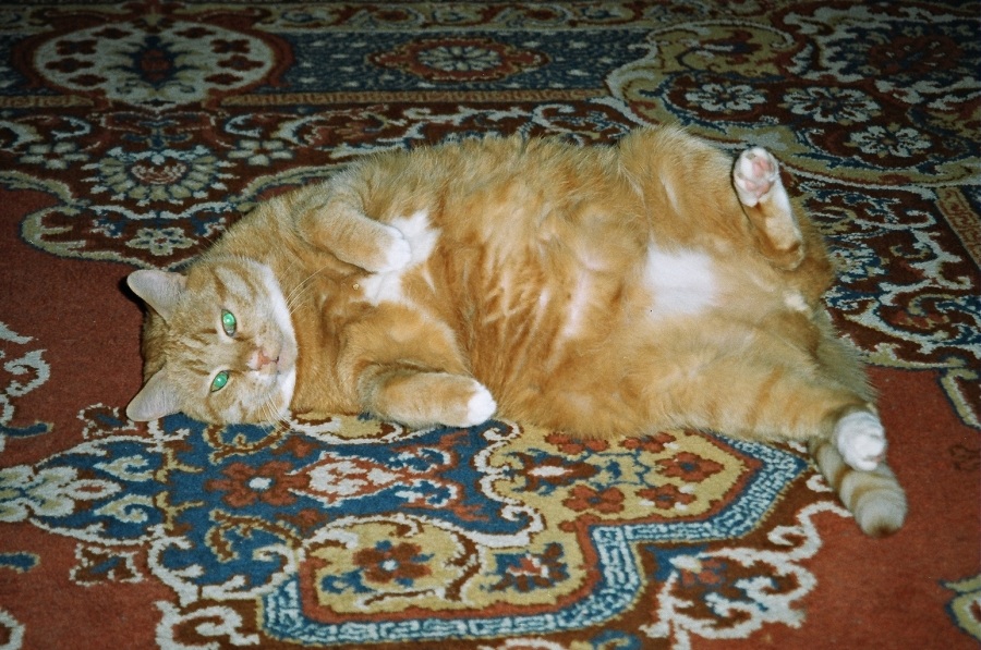 Heavy Katze das Leben