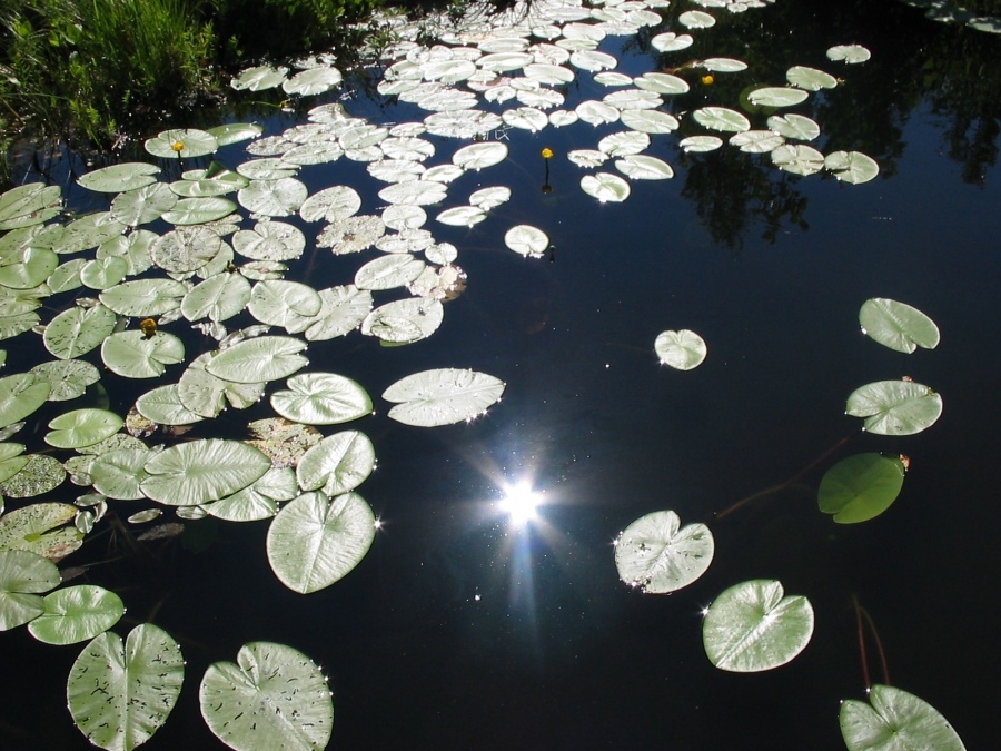 Sonnenblume ... (Nicht raffiniert;)