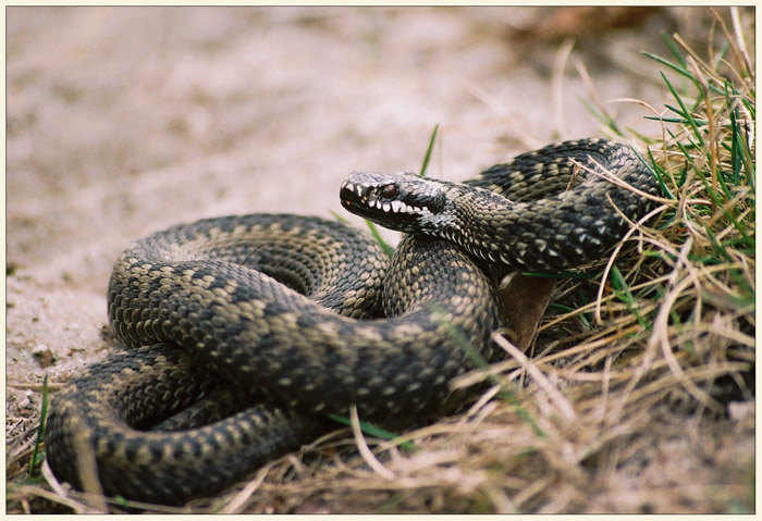 Vipera berus