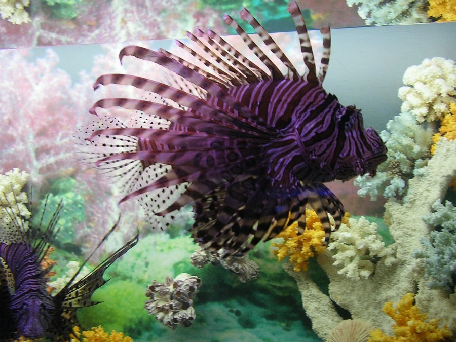 Aquarium des Sotschi Arboretum