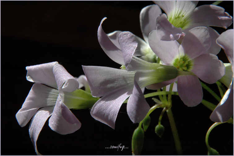 Sakura verwelkt, denn es ist verblasst und etwas anderes