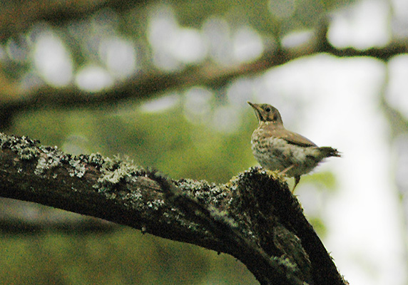 Nächste Generation der Forstwirtschaft