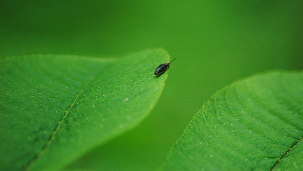Auf den grünen Wellen