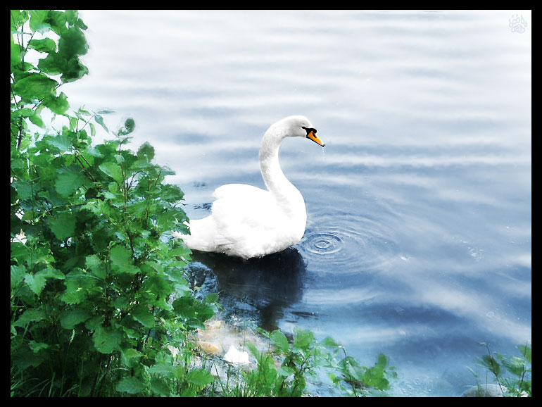 White Swan
