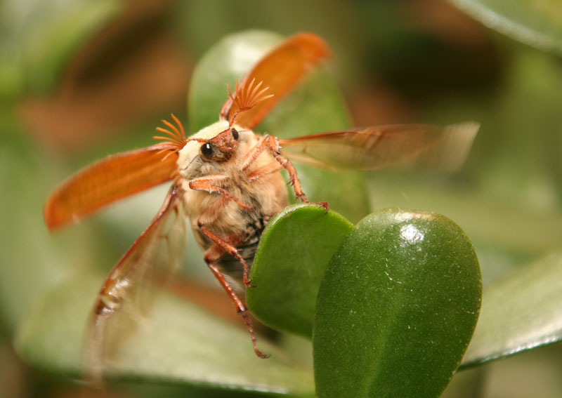 Nun, schießen schneller