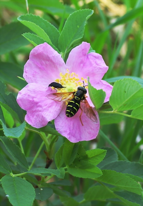 Vitamine sind hilfreich für alle