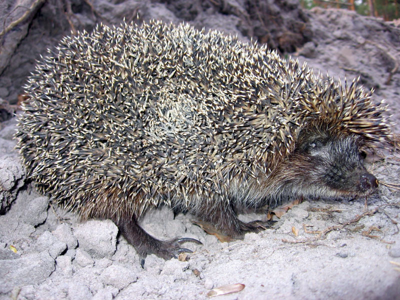 Igel