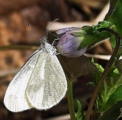 Nur ein Schmetterling