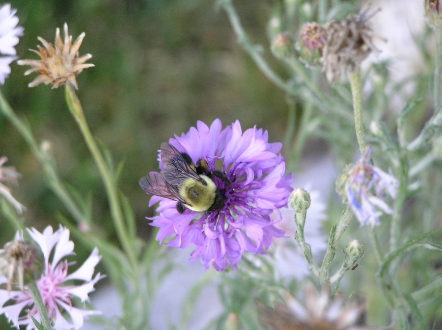Hummel mit dem Namen Bumble-bee
