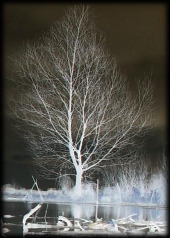 Negative Baum