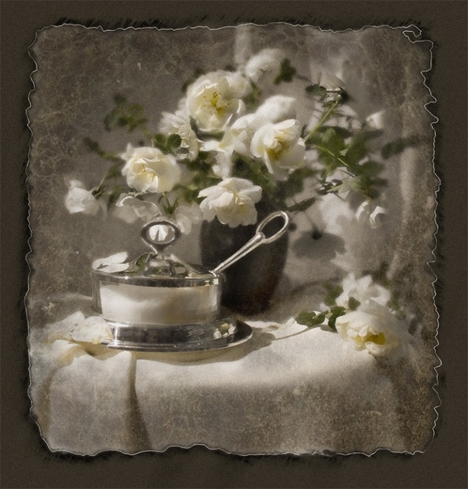 Weisse Rosen aus Leidenschaft Täter ist der Geist bereit, ...