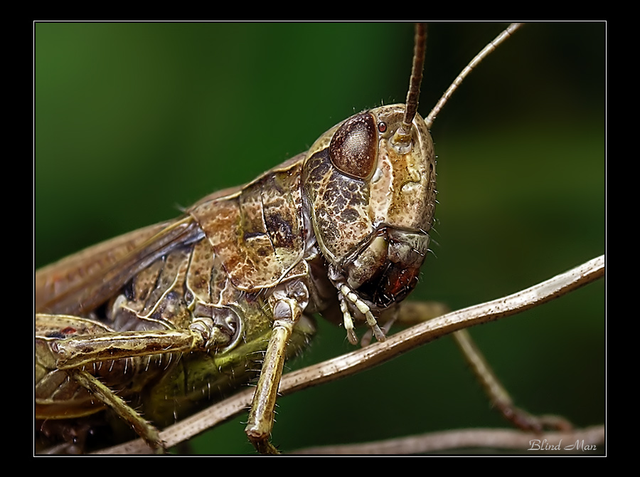 Rüstung ist stark:)