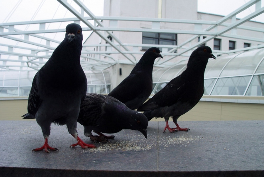 Die Eigentümer der Kreuzung