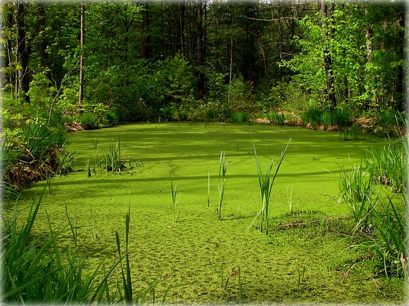 Lieblingsfarbe der Schrecken