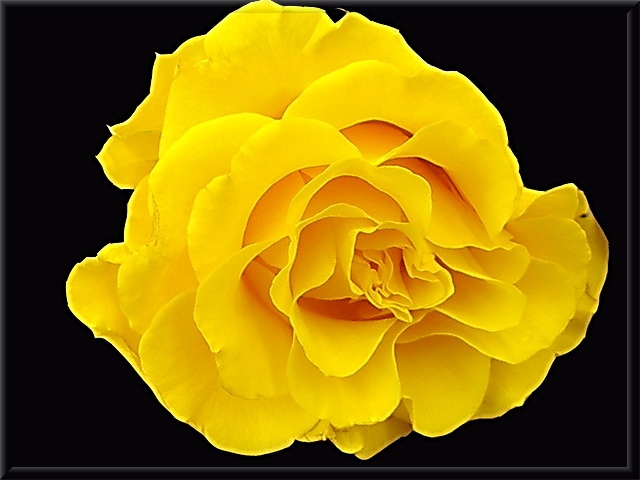 Gelbe Rose - um Geld