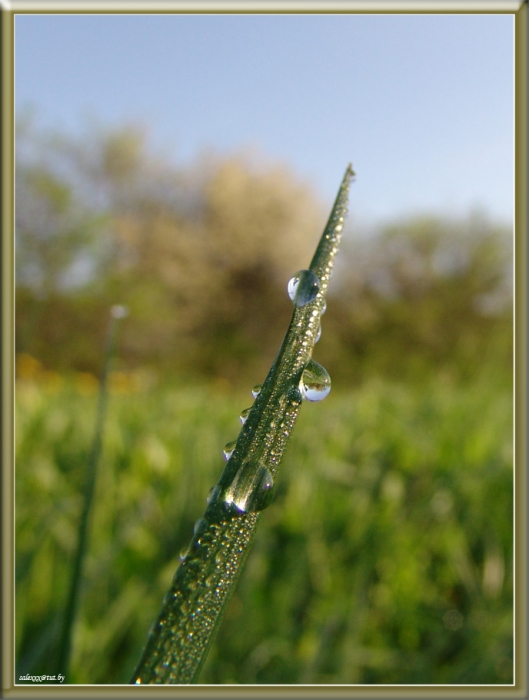 Tautropfen und ein Grashalm