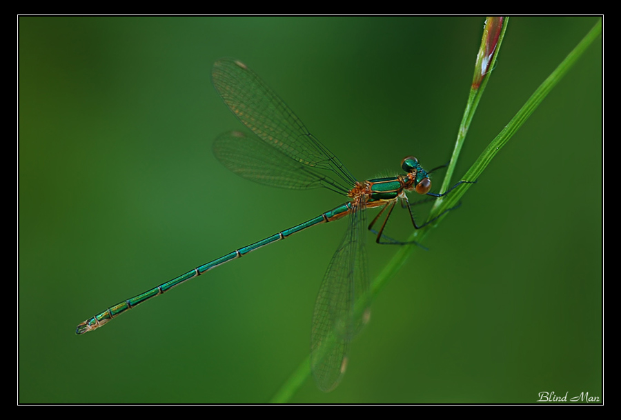 Dünne grüne Linie ...