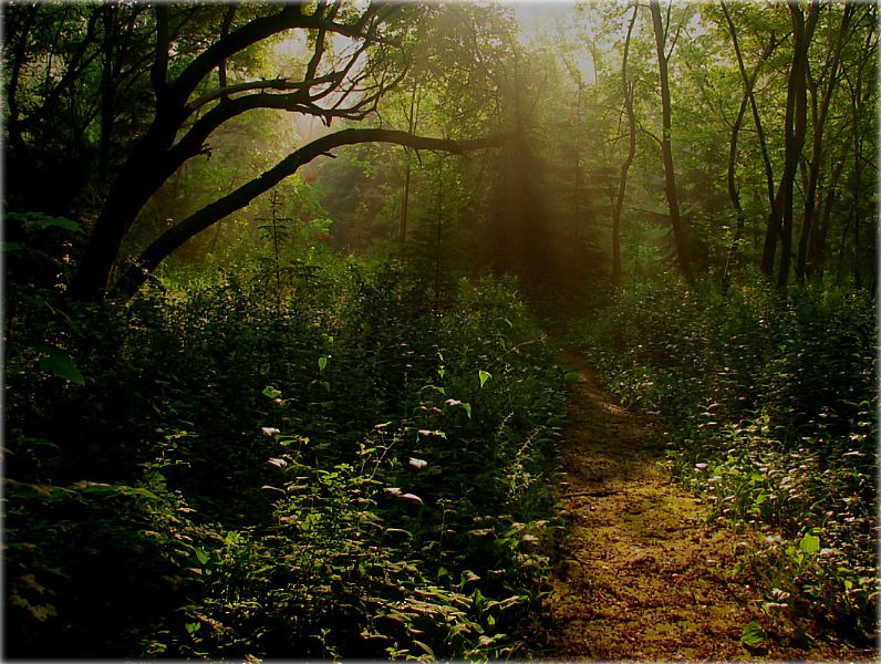 für Paparats-kvetkay