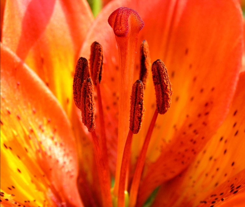 Stempeln, Staubblätter, Blütenblätter - wie niedlich ...