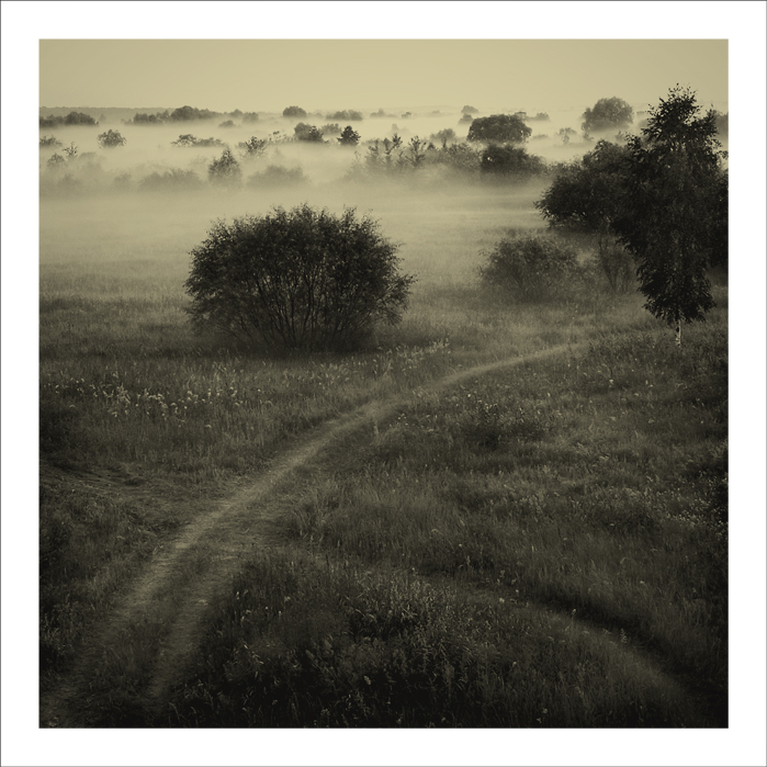 Recht viel Igel im Nebel ...