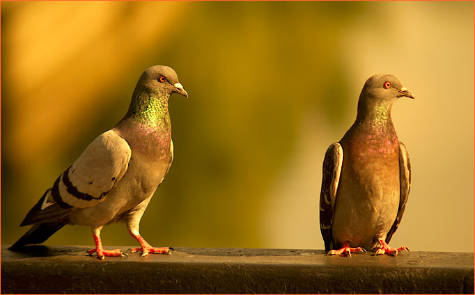 Hören Sie, Zine ....