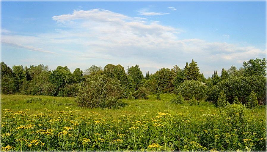 Juli Farben Rainfarn