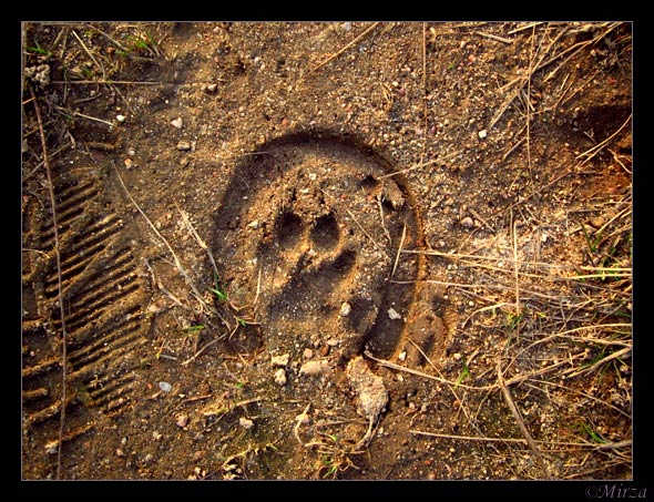 Beine, Pfoten und Hufen